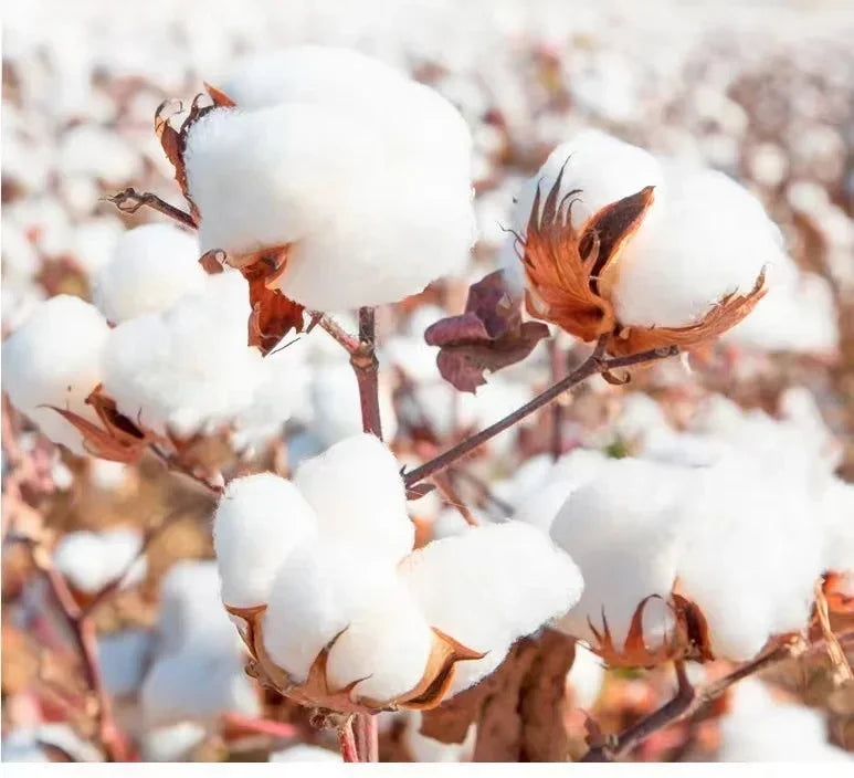 Fashion Pure Cotton Printed Bear Short-sleeved Unisex Plus Size T-shirt